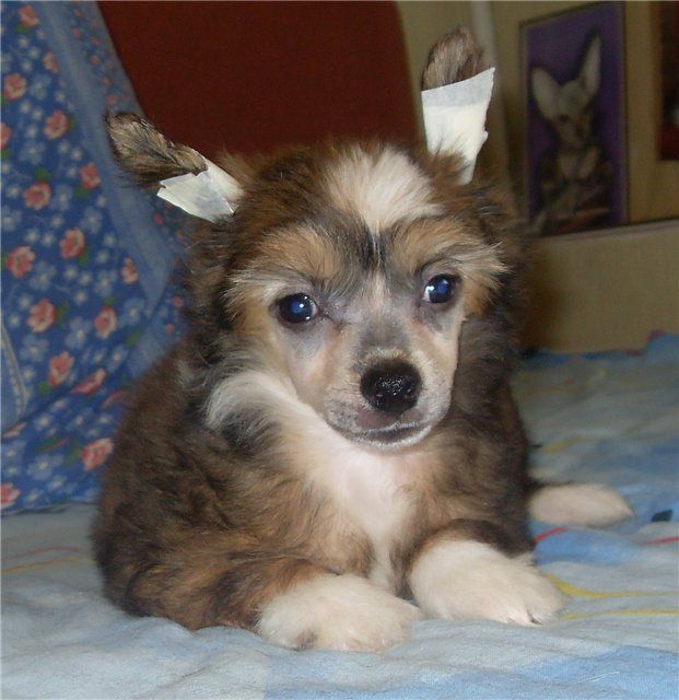 Fancy Style Chelindger