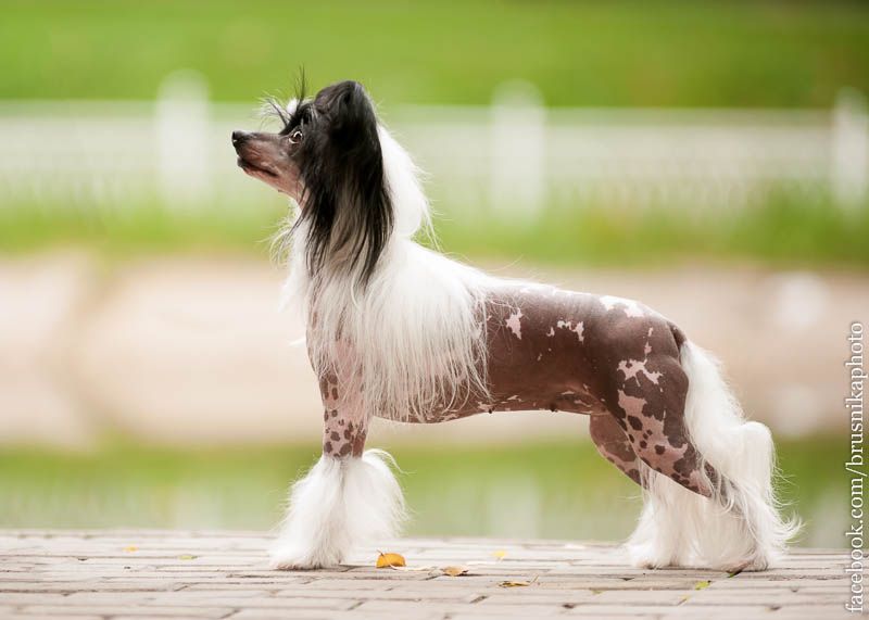 Vellar Pljus Feona Danika Star