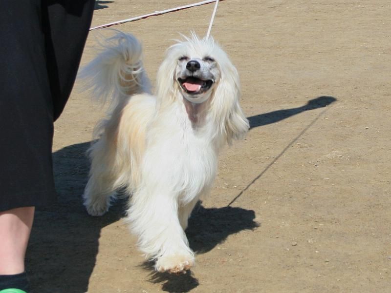 Kiikunkaakun Irstas-Erkki