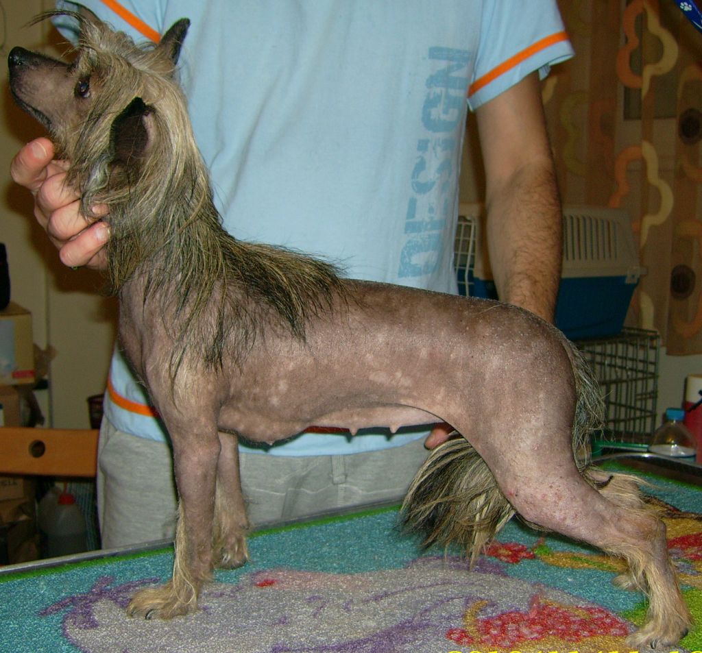 Stars at Sea Kinkajou of Rose Red