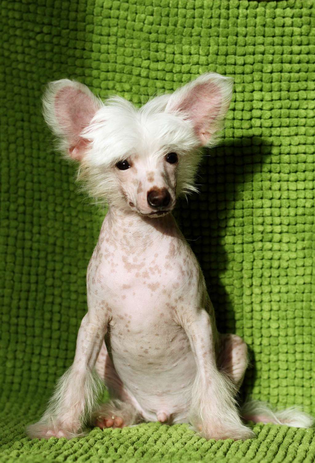 Chinese Sweet Angel Al-Pacino