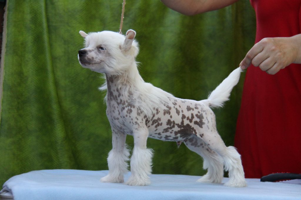 Zheneva-Debjut Charlston