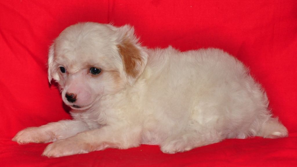 Karnelius Cheerful Cloud