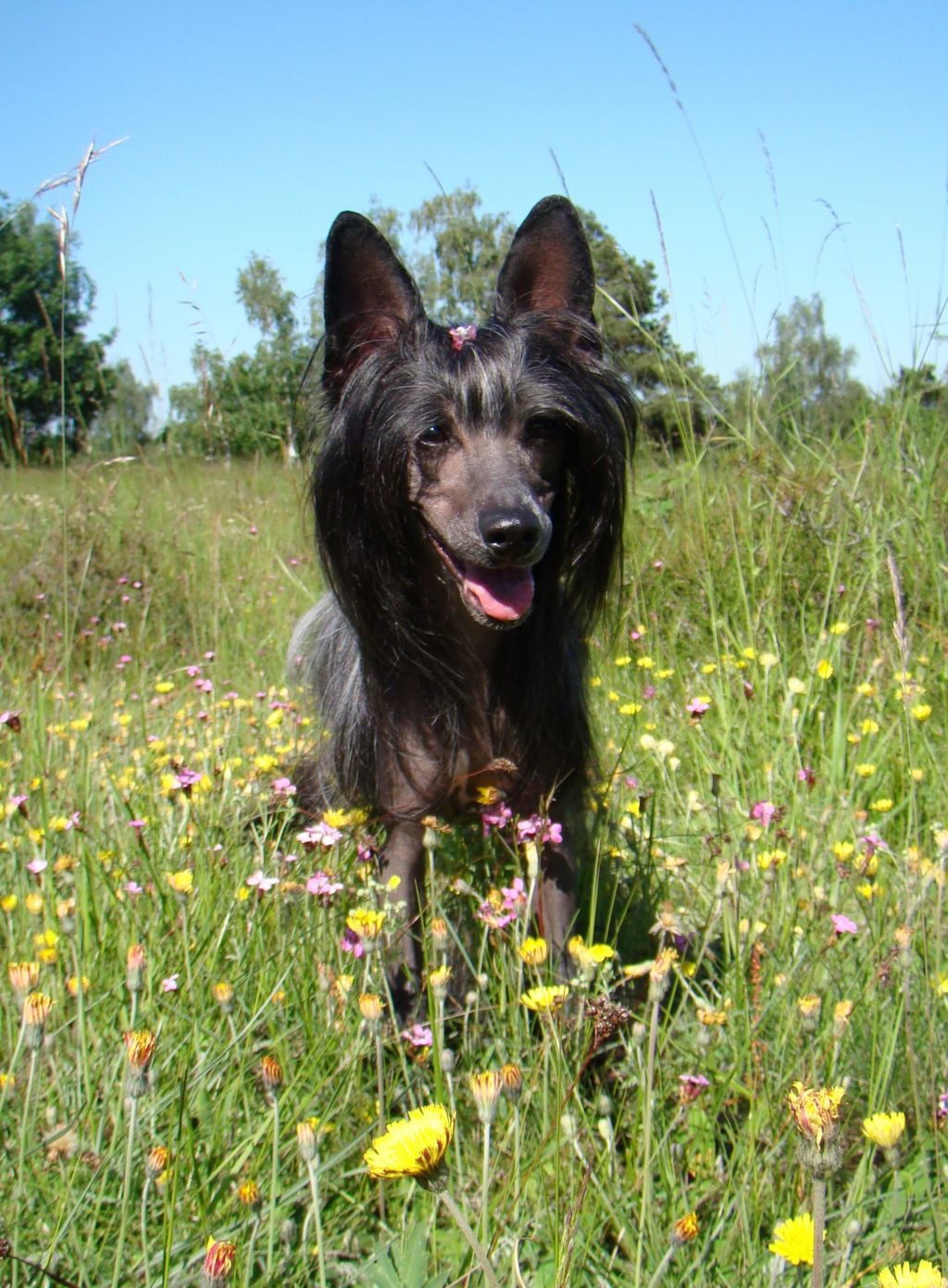 Magic Izzie z Haliparku