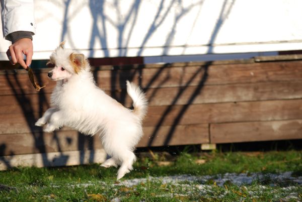 Chineseblue's Over And Out