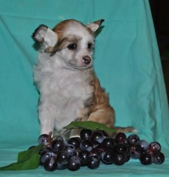 Domtotem Vozdushiy Shokolad