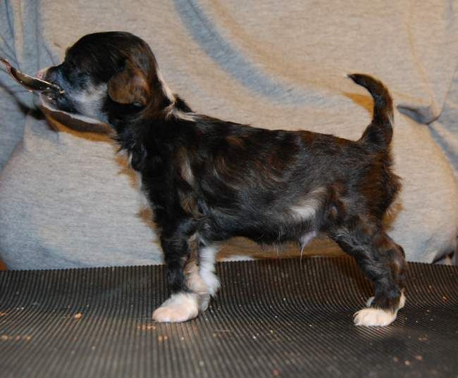 Zipolino's Peach Puff Martini