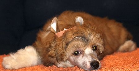 Aquacrest Dirty Harry