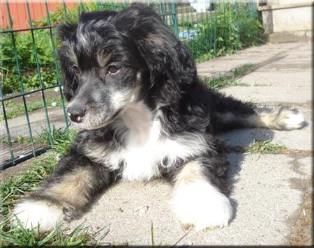 Marachinos Livi Barcelona