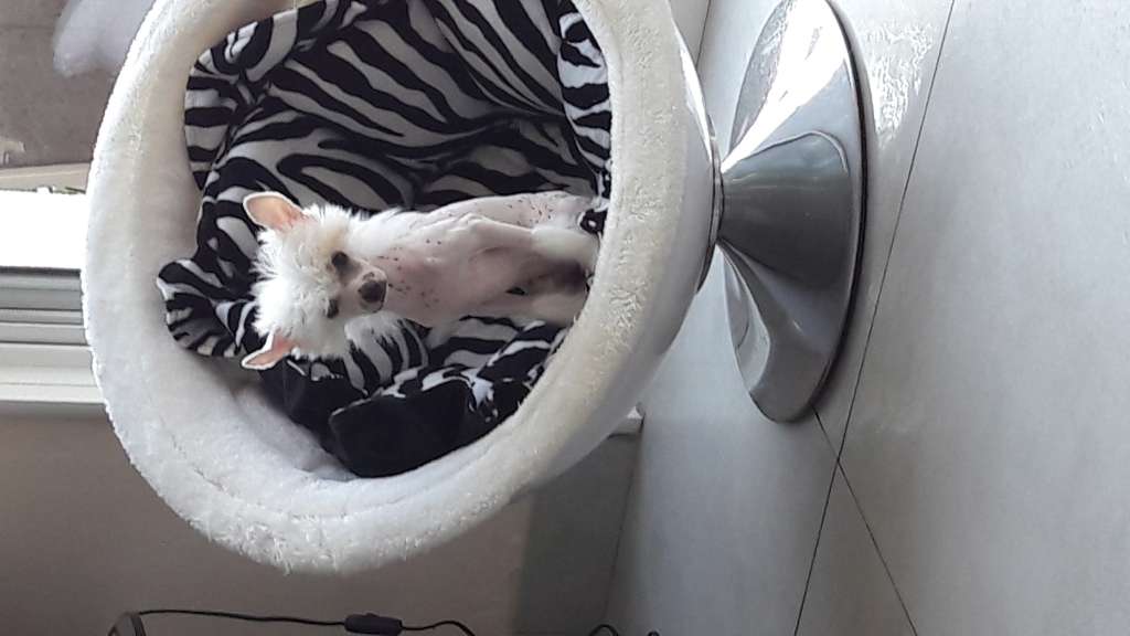 Milady des Picholines