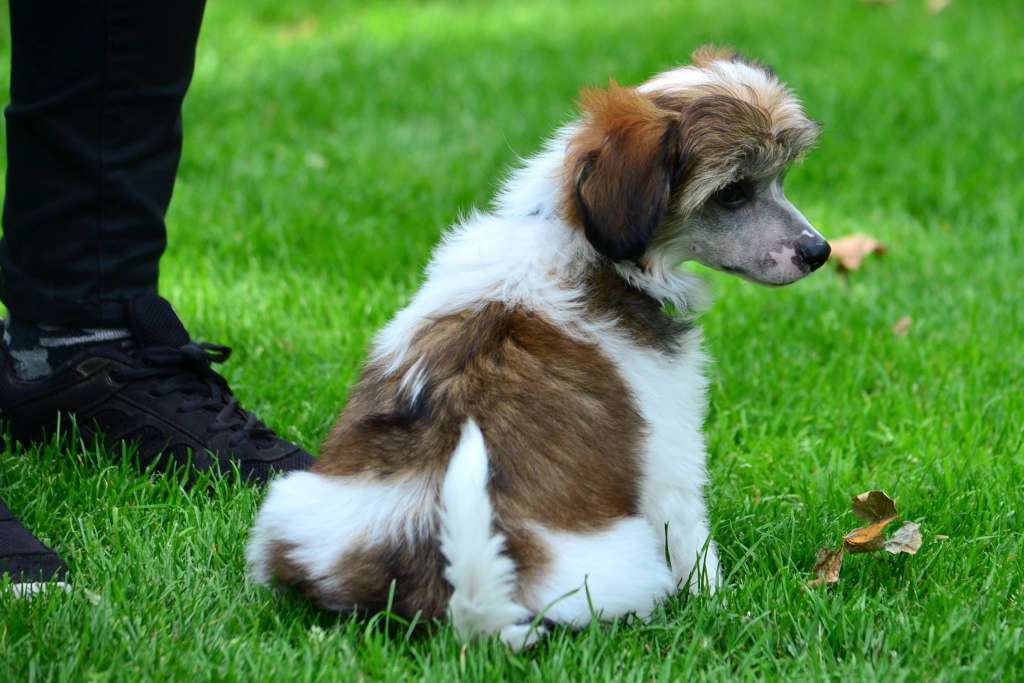 Abantidas vom Tornitzer Moor