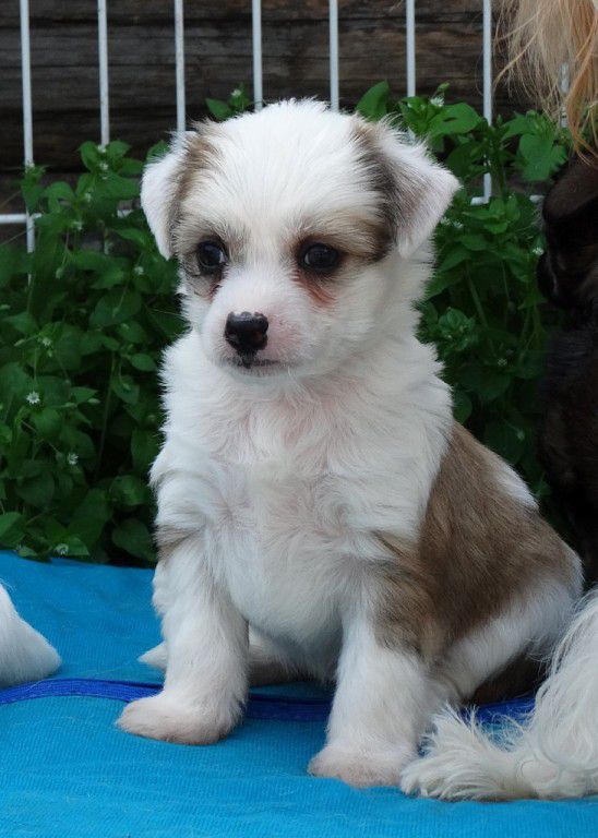 Stellar Mix Andromeda Nebesnay Zvezda