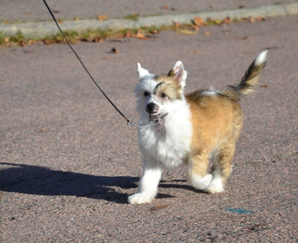 De La Mahafu's J.J.Lewis