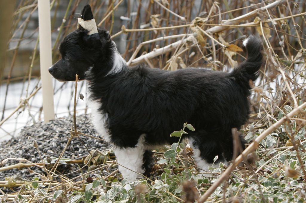 Gou's Little Miss Dollar