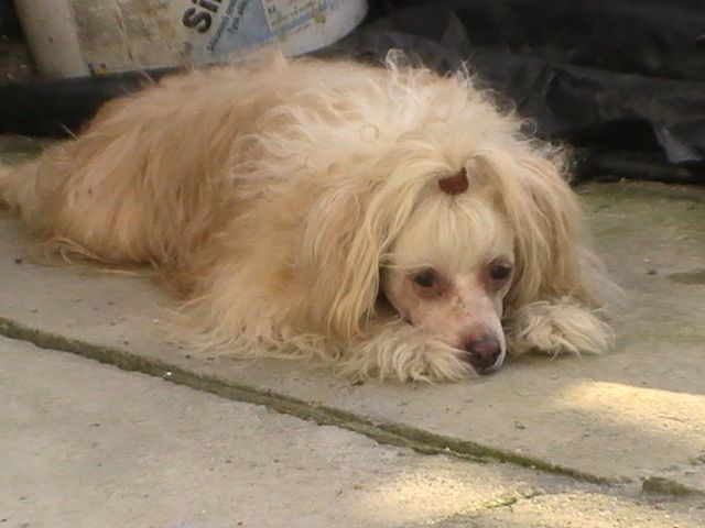 Icarus z Jasne hvezdy