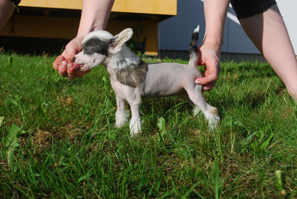 Moelmo's Put Me First