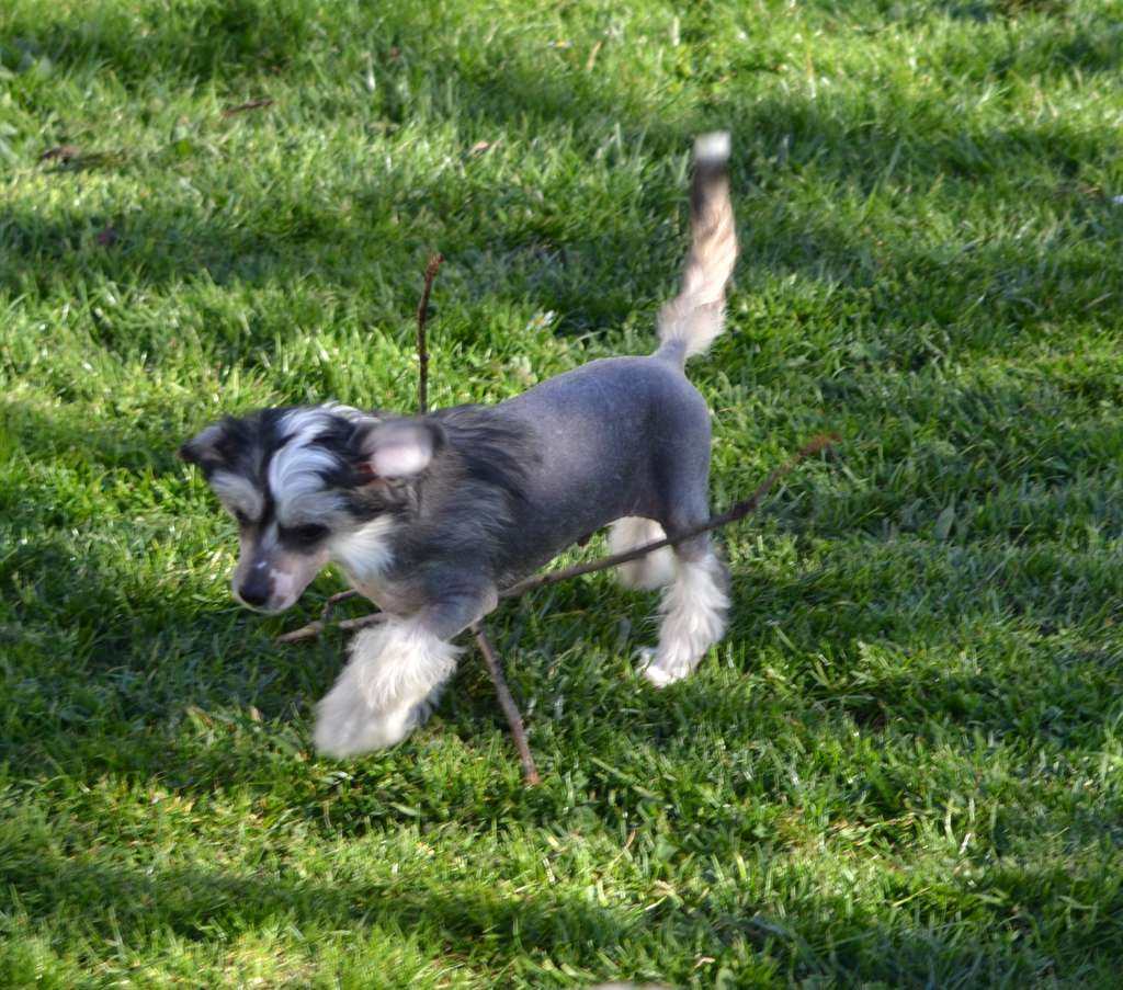 Lucky De L'Orée des Rêves