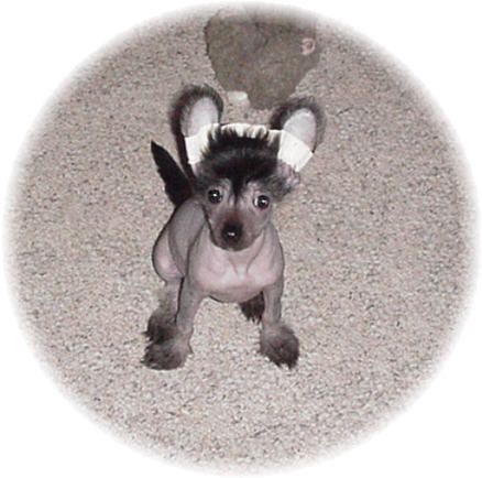 Shomars Shades Of Onyx