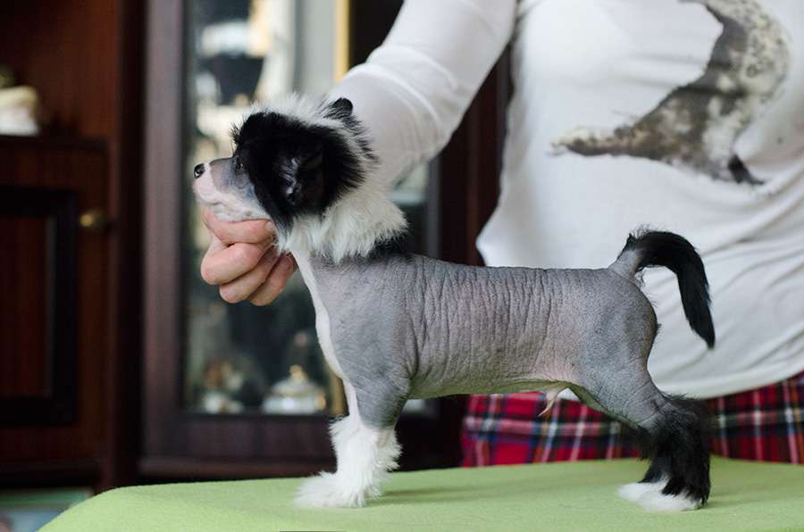 Kranar Sultan Uragan