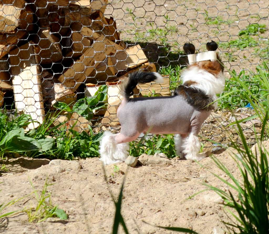 Etno Spirit Ultra Flash