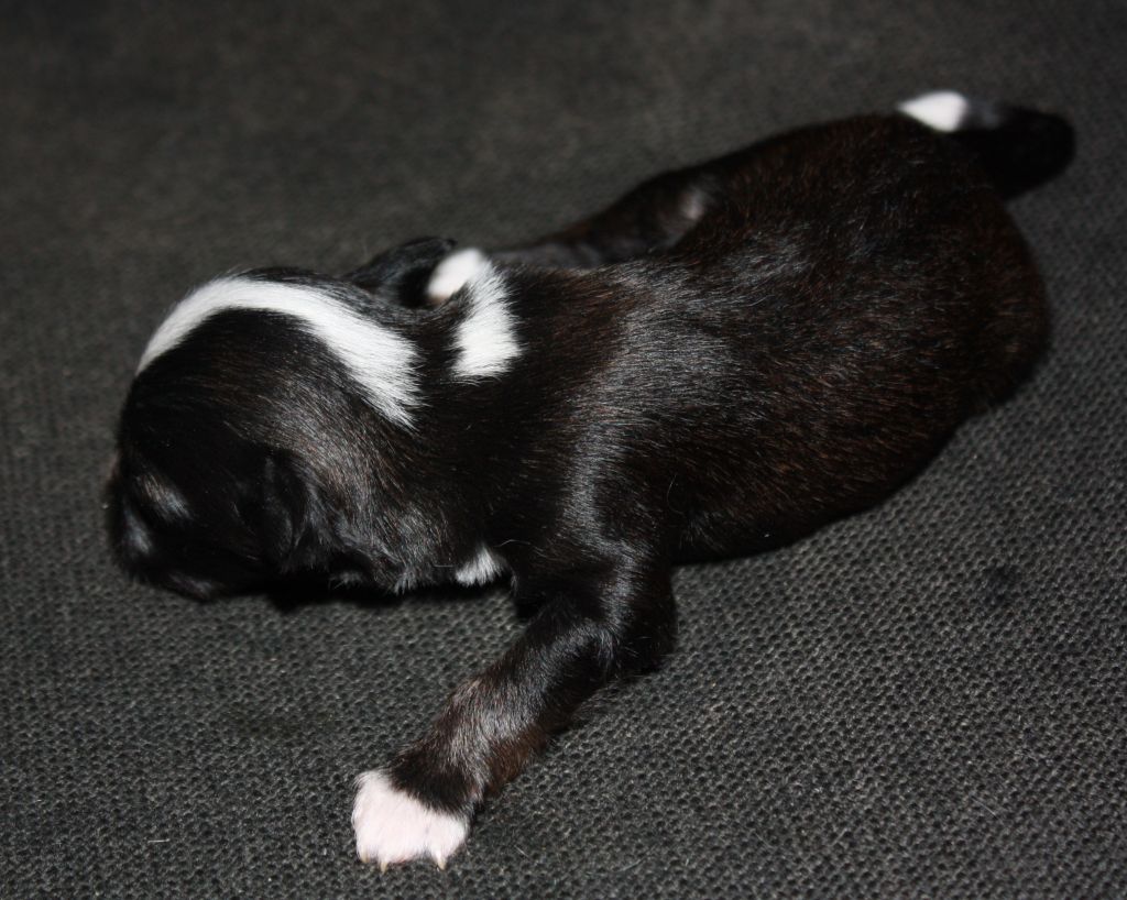 Ans Zhagin Salvarres