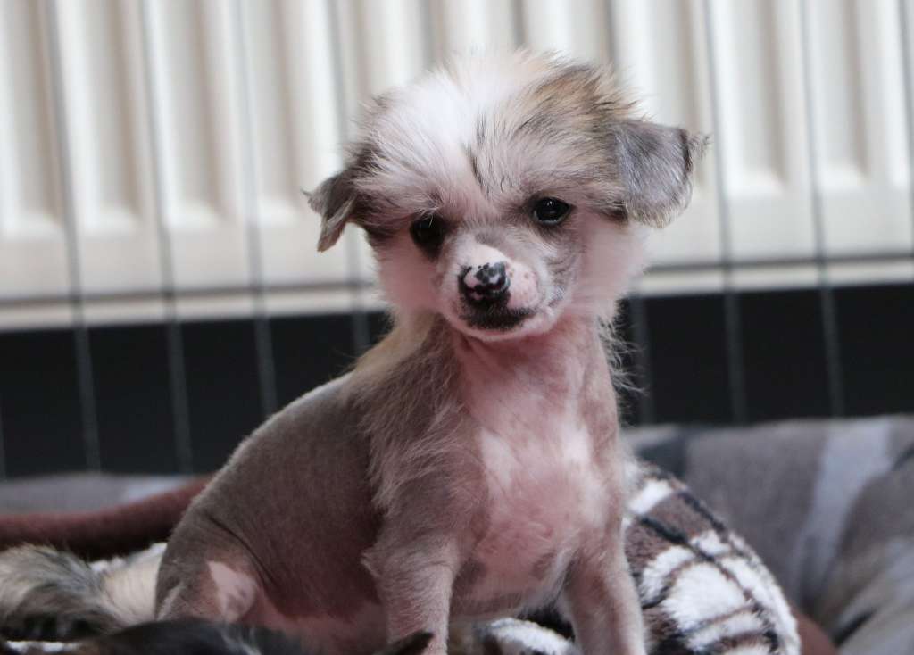 Sundust Dragons Olympia's Dream