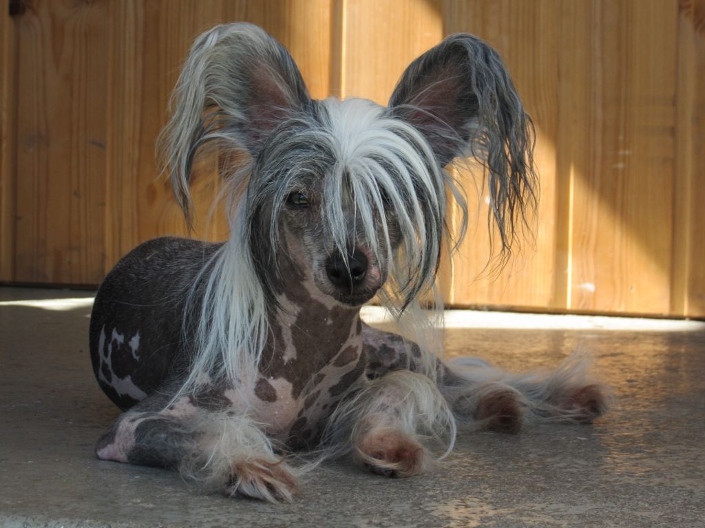 M-Ligans No Brain No Pain