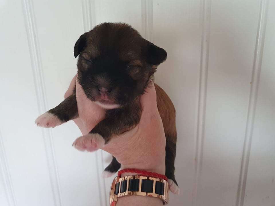 Tournais Sir Barks Alot