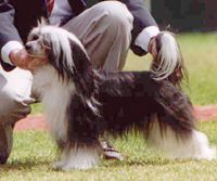 Chinacrest After Dark