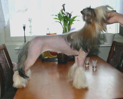 Olegro Katrin Rolana