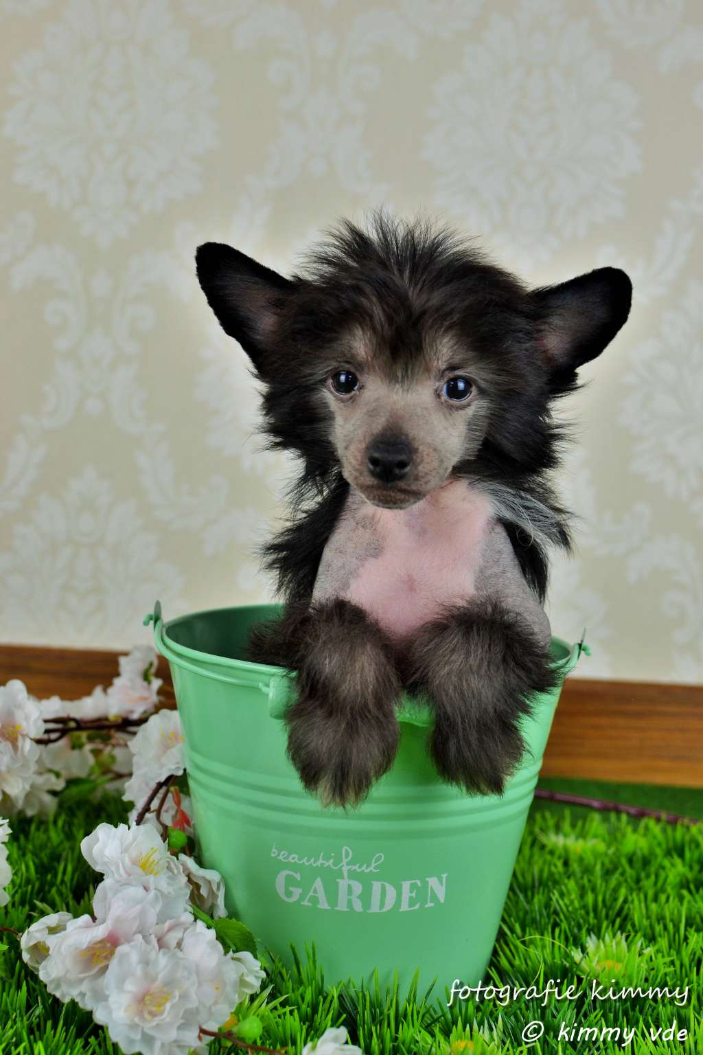 Princess Of Livin la Vida Loca