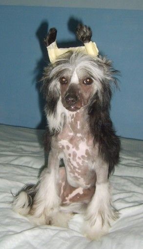 Gaita Cuite-Pie Roztocka hvezda