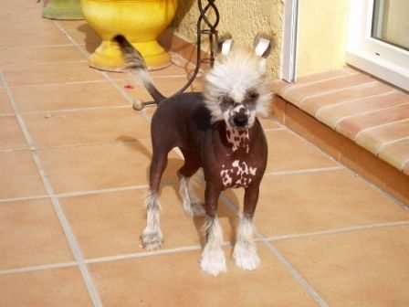 Harmony Des Picholines