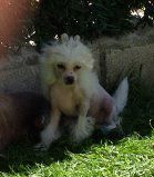 D'Rapakan Miss Apple