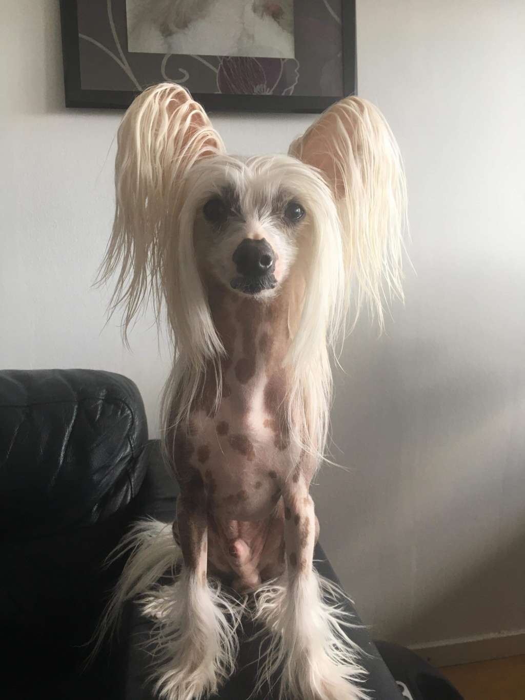 Jean Dark Na Na Na Na.. Batman!