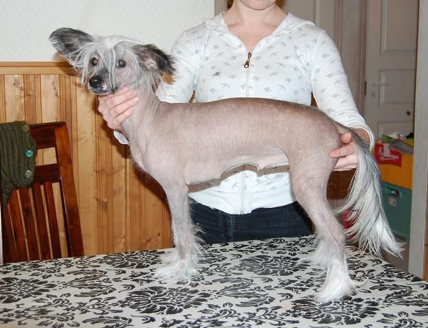 Korukiven Binghamiitti