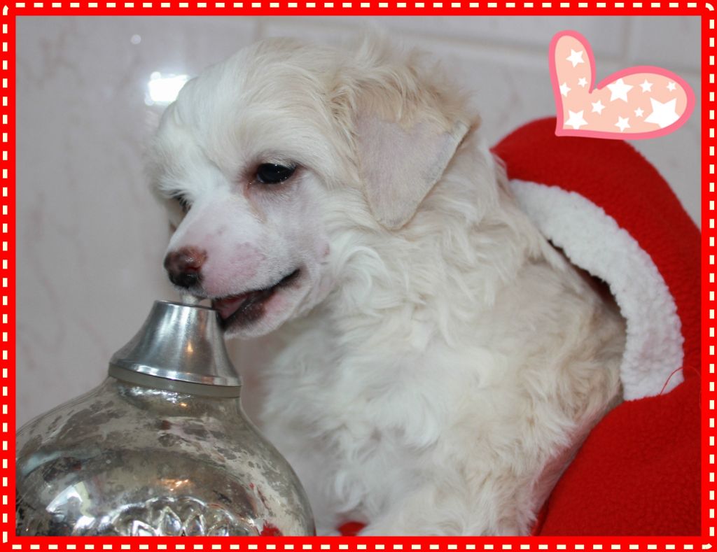 Bright Blossom From Midajh's Dream