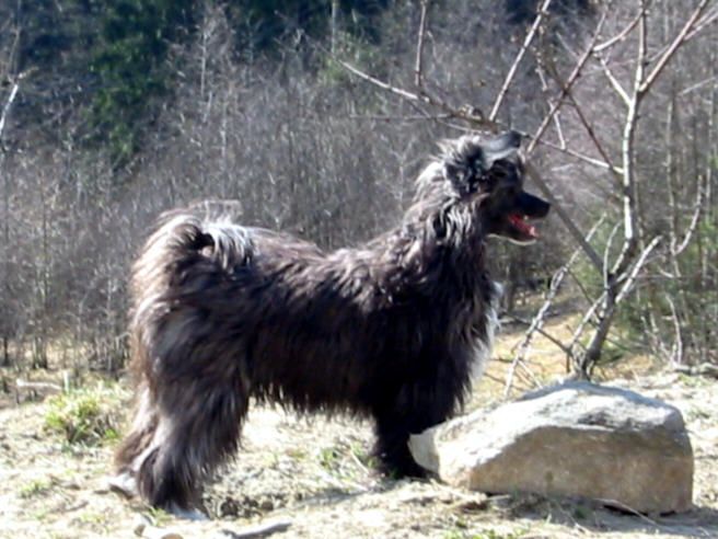 Rimabra's Estelle Eudora