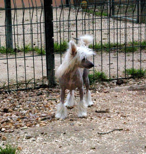 Oriental Jokes El Sugar