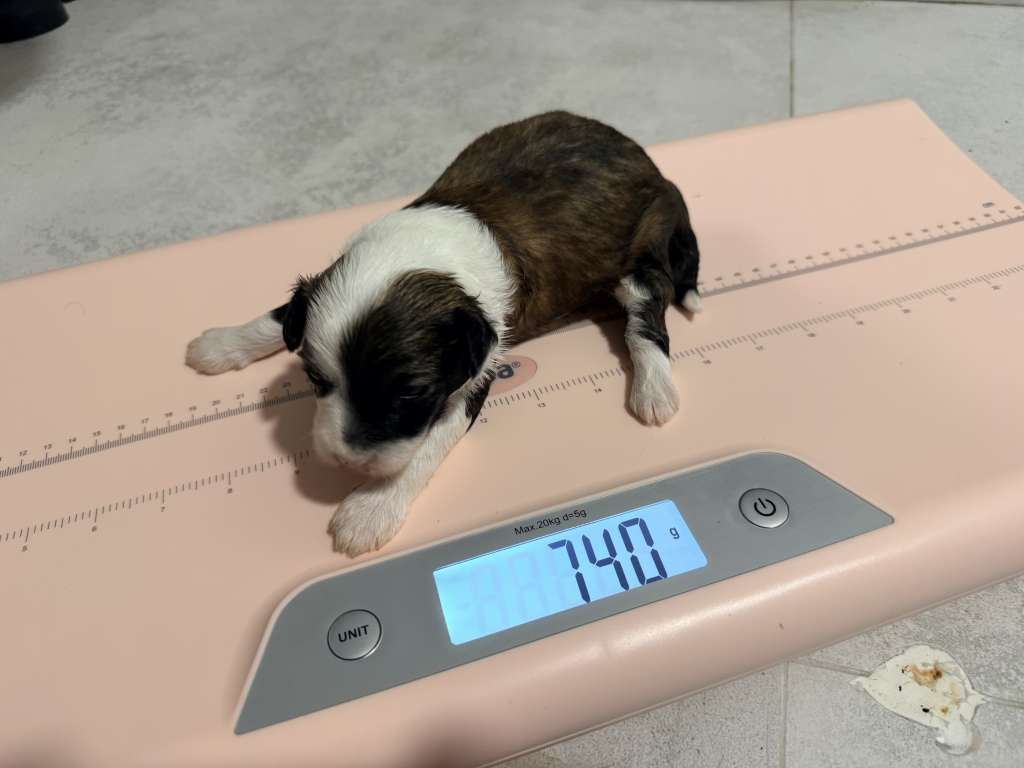 Barbar Conan Royal Cassovia