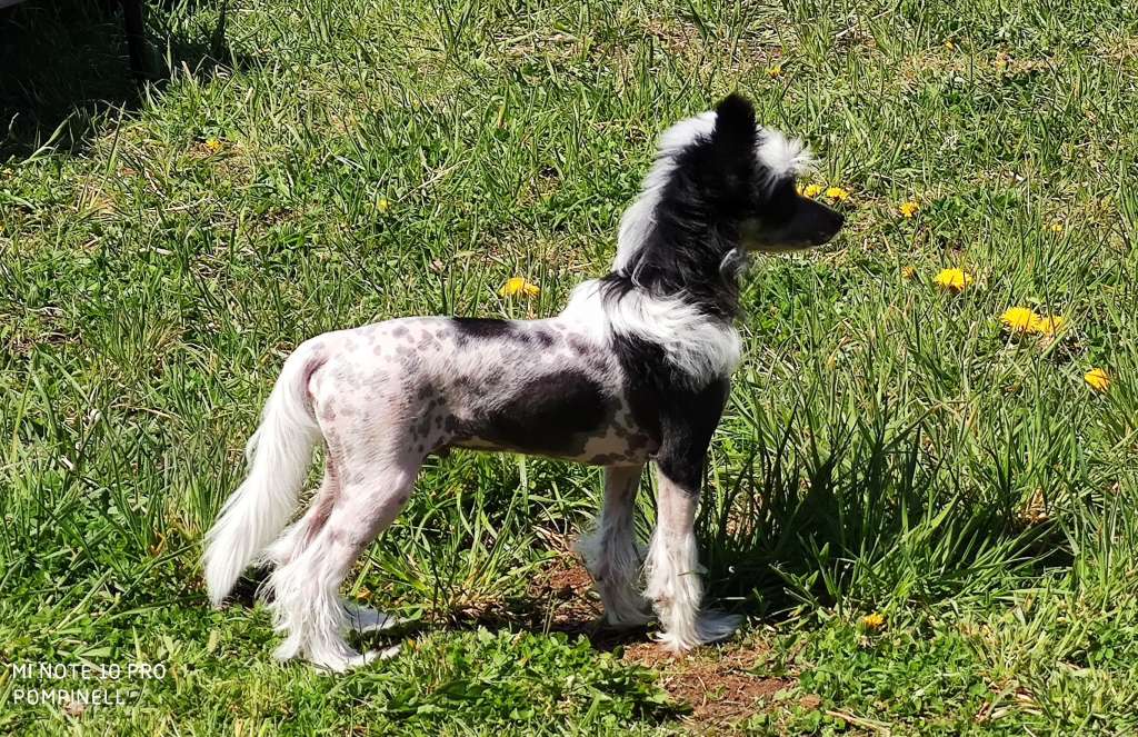 Gregory Atrey Pompinell'