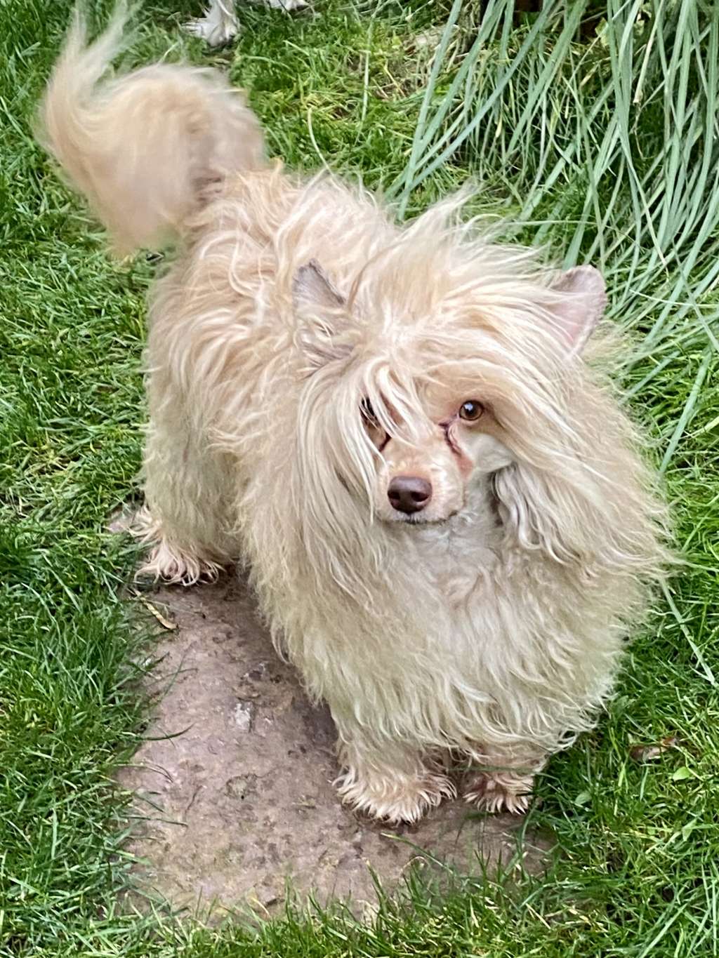 Ned Gallant Miracolo Dell'anima