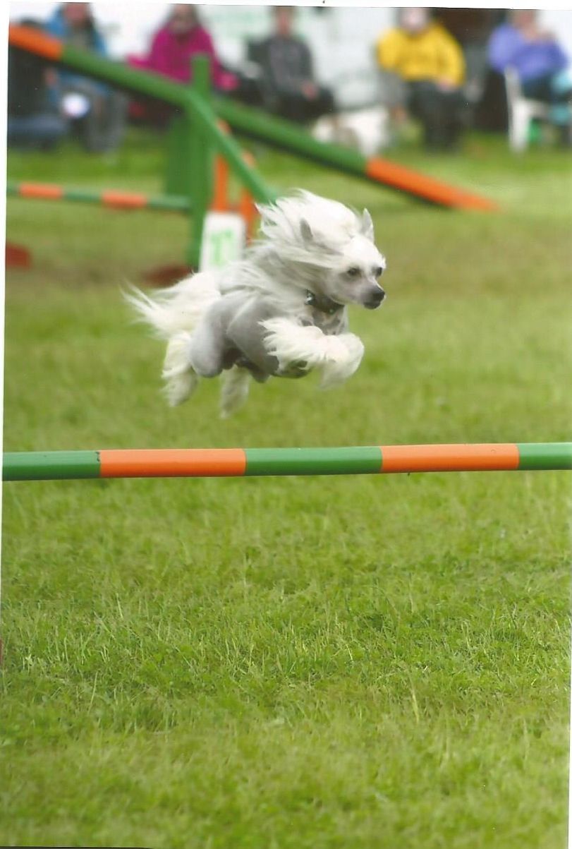 Leibwache Prince Buster