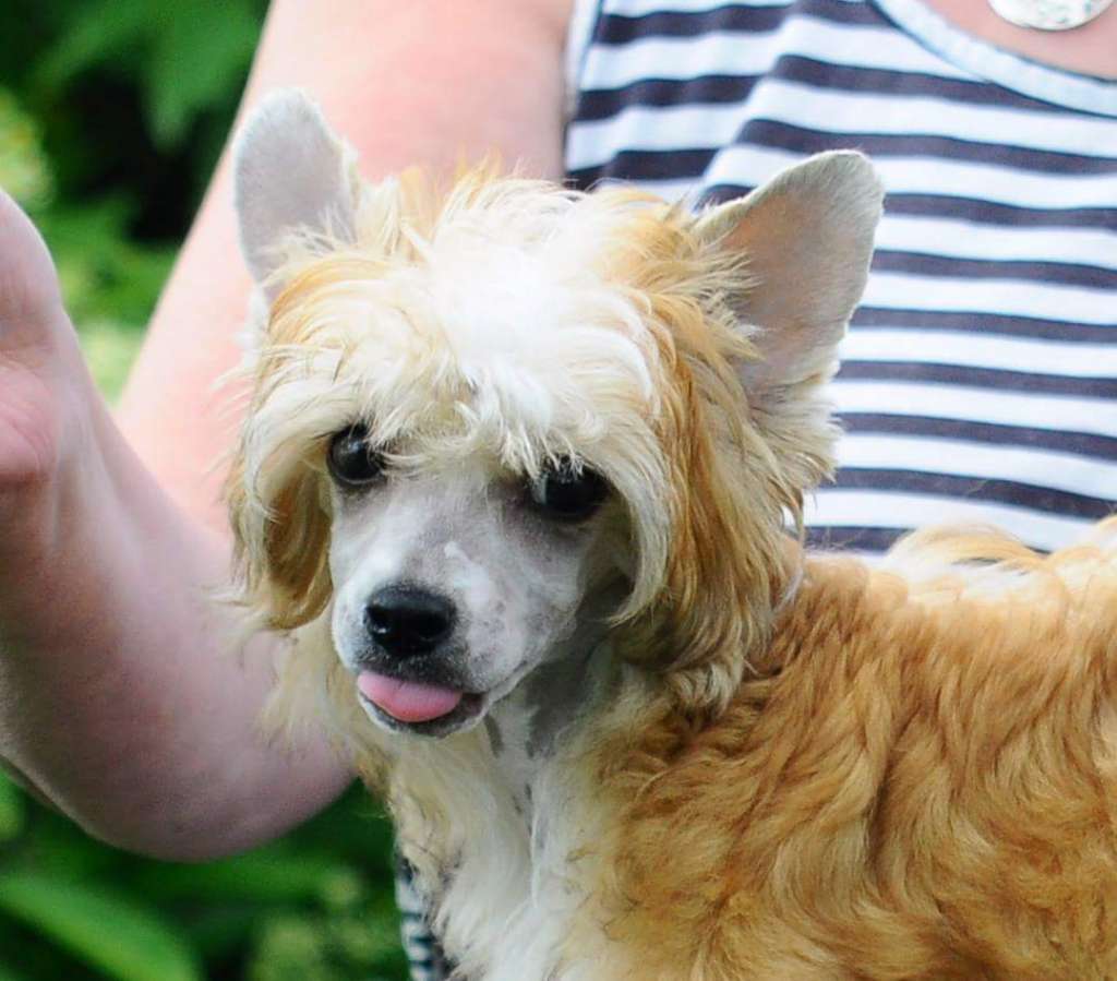 Zinnystars Awesome Angel