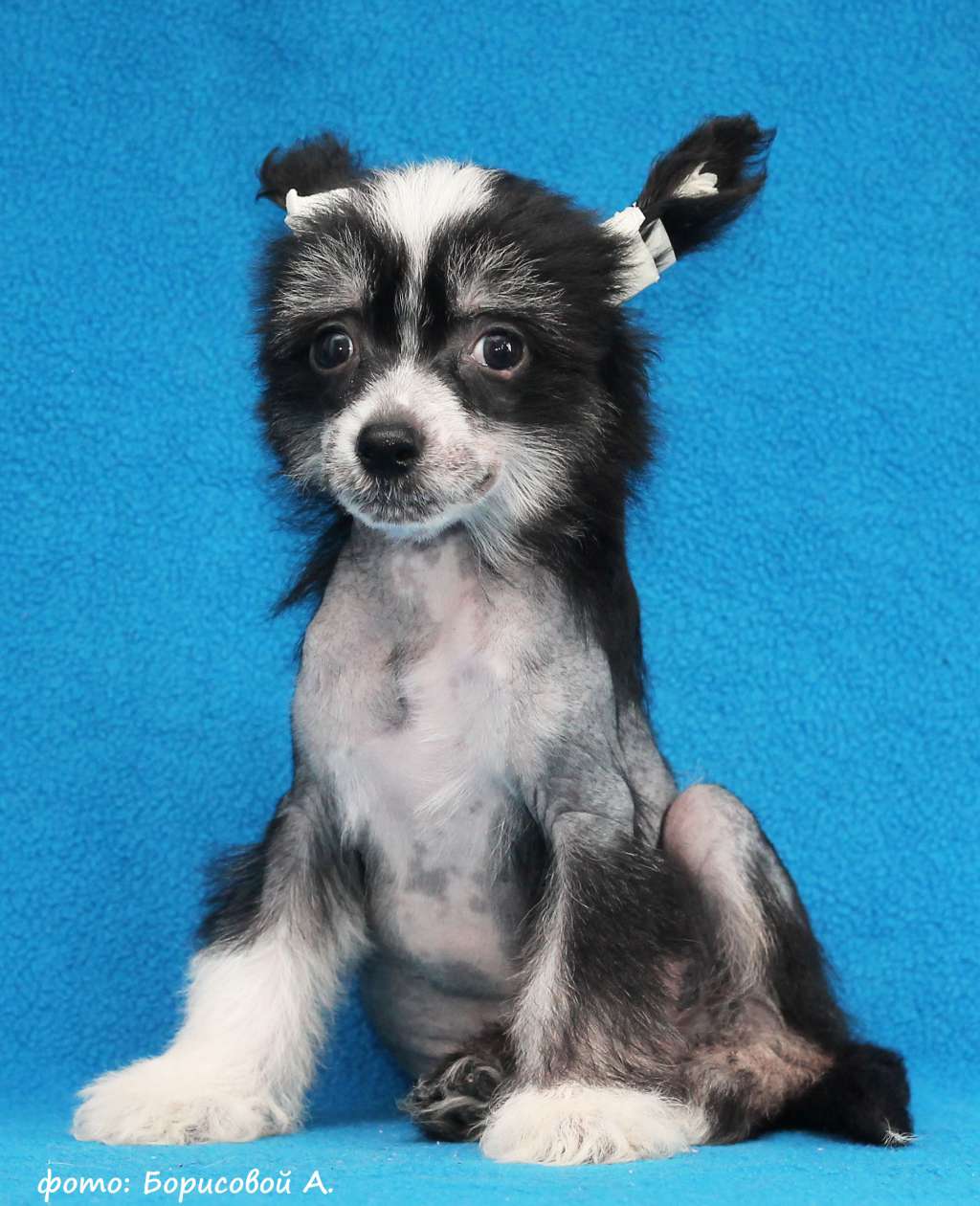 Lux Star Zoltan Hivay