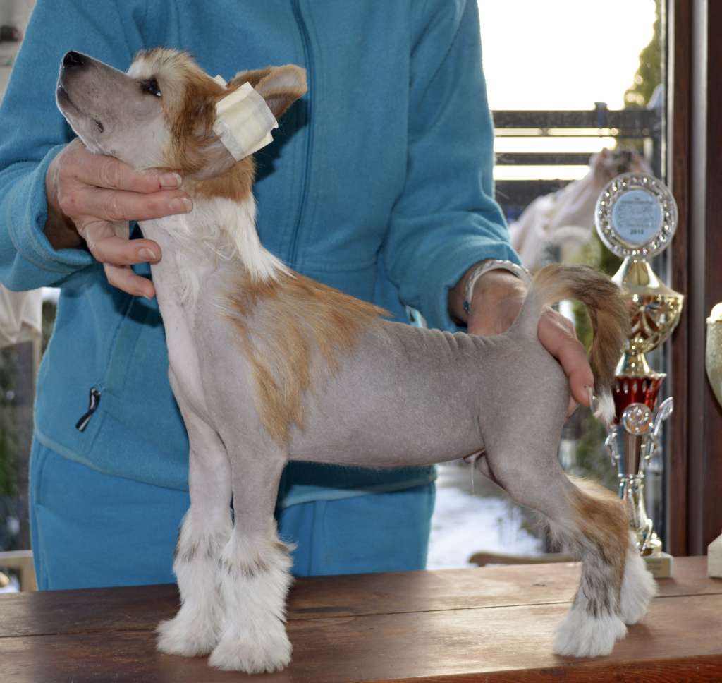 Dealer von Shinbashi