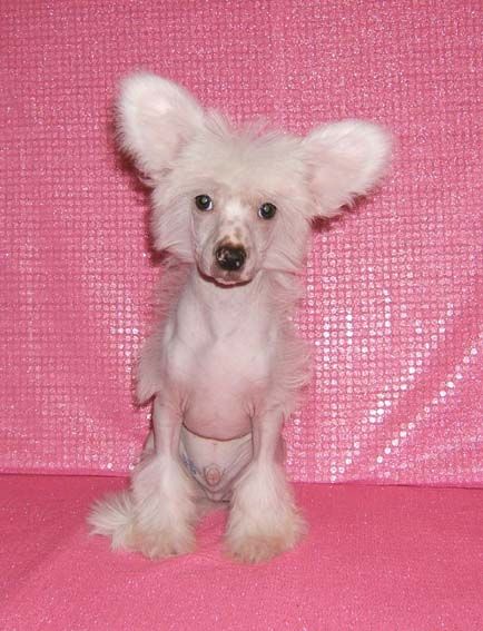 Shanel Glamour  Almaz Fantastik