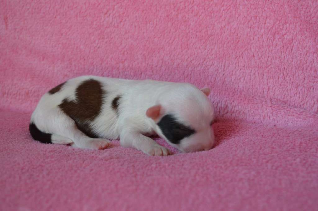 Ognenny Lotos Olimpys