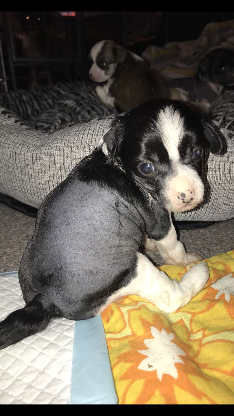 Hottie Tots Fairy Dust