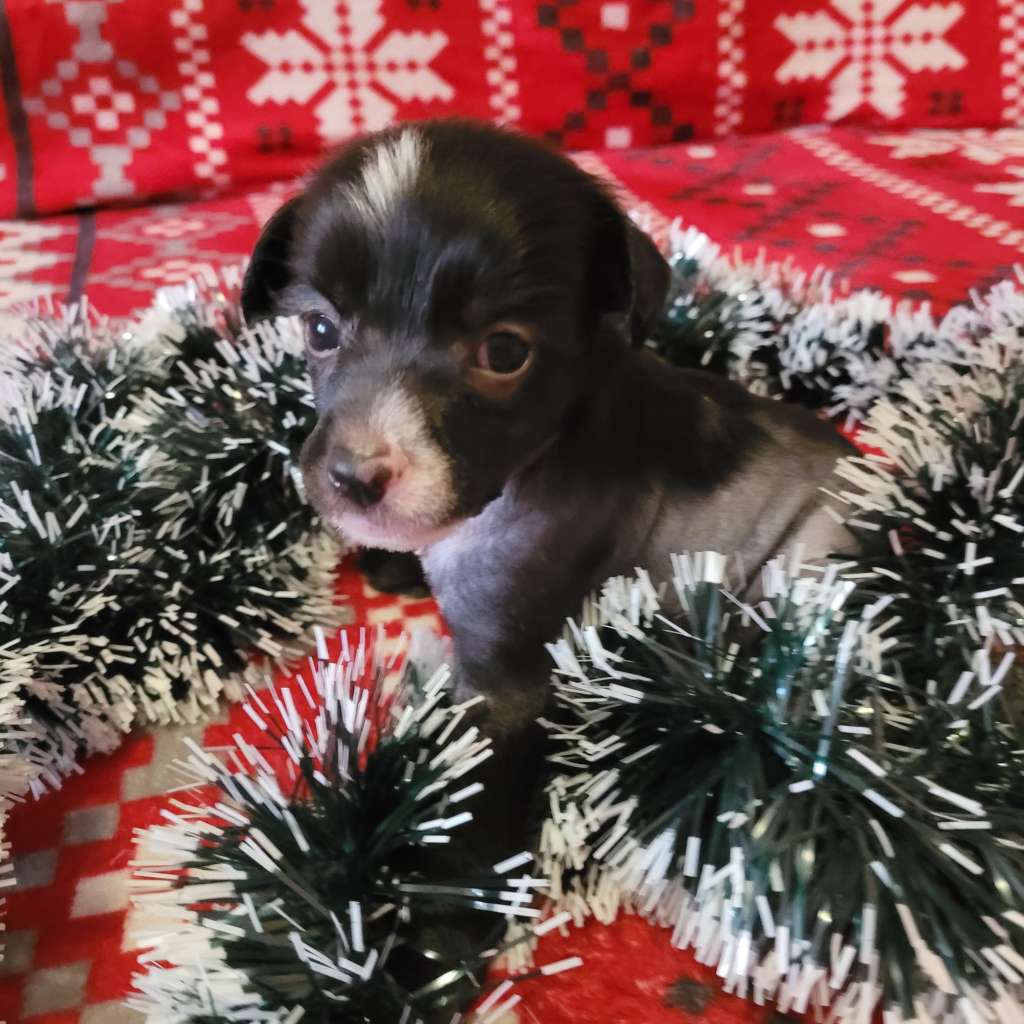 Unicorn Magic Dumbó